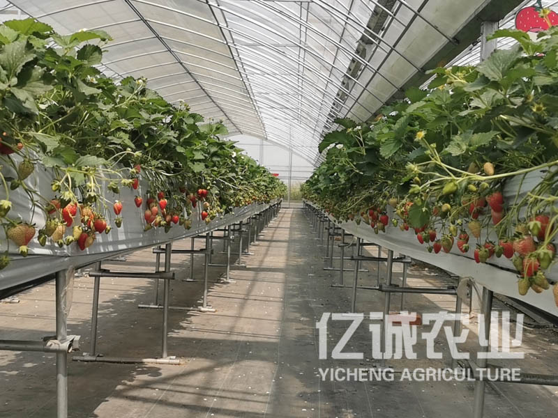 溫室大棚無土栽培草莓